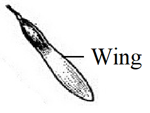Wing